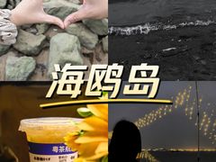 -海鸥岛