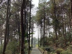 -铁山坪森林公园