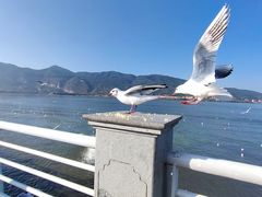 -滇池海埂公园