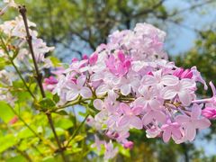 -紫蓬山国家森林公园