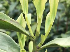 -文雅轩茶叶(锦和越界田林坊店)