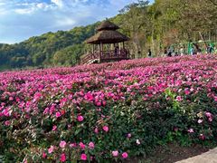 -广州市石门国家森林公园