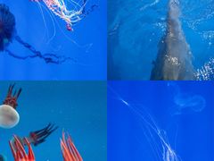 -海合安青岛极地海洋公园