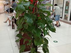 -永旺梦乐城国际商城(北清路店)