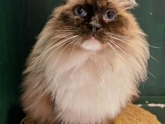 -猫儿山۰猫主题餐厅