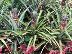 -南通洲际绿博园