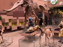 -陕西自然博物馆