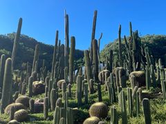 -深圳仙湖植物园