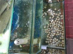 -叶存利海鲜大馅饺子(东戴河止锚湾店)