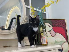 -共舞时光猫咖·狗咖(新街口店)