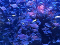 -成都浩海立方海洋公园