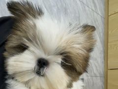 -芭比堂动物医院·24小时·眼科中心(深圳中心)