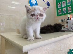 -仁华宠物医院(青羊店)