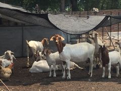 -万源龙顺度假庄园生态观光园