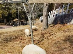 -神户市立六甲山牧场