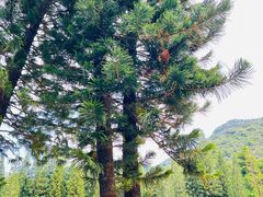 -深圳仙湖植物园