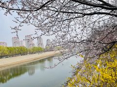-桃花堤公园