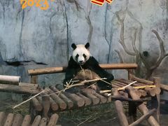 -深圳野生动物园