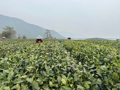 -龙坞茶村