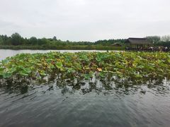 -溱湖国家湿地公园