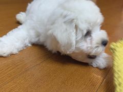 -翊宠yipet猫狗购宠庄园犬舍•猫舍