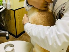 -派联宠物医院·24h·CT·异宠