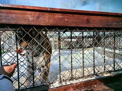 -横道河子东北虎林园