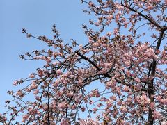 -上海辰山植物园