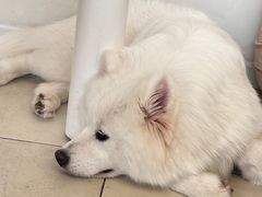 -怪兽屋·羊驼·猫咖·狗咖(俊华广场店)