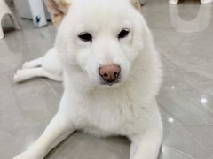 -和它·交个朋友·狗咖猫咖(爱琴海店)
