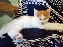 -平行世界·猫咖(首经贸店)