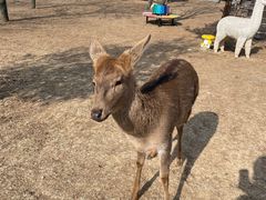 -北京鹿世界主题园