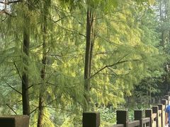 -重庆彩云湖湿地公园