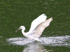-重庆彩云湖湿地公园
