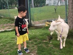 -灵玲国际马戏城