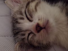 -艾贝尔宠物医院·24H转诊中心·肿瘤猫专科(江宁双龙店)