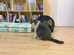 -猫音日语留学培训