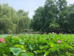 -莲湖公园
