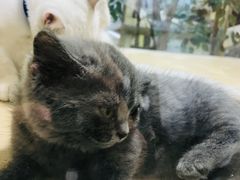 -屋虎猫馆(宝安大仟里店)