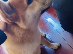 -喜柴咖啡·柴犬狗咖