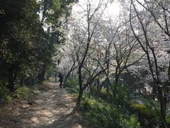 -武汉大学-樱园