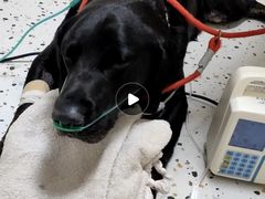 -康旭宠物医院(郑州总院)