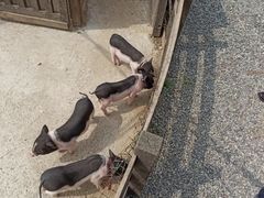 -前小桔亲子创意农场·草莓采摘·露营烧烤