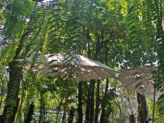 -Fern Forest Cafe