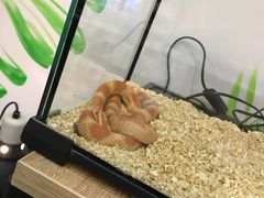 -藦茜花园宠物主题亲子互动体验馆(国顺东路店)