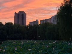 -莲花池公园