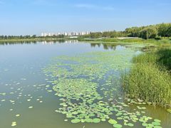 -东郊湿地公园