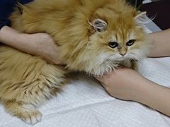 -美联众合动物医院·24h转诊中心