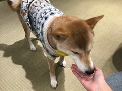 -逗柴咖啡屋·狗咖猫咖宠物桌游