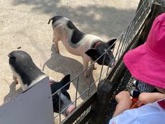 -前小桔亲子创意农场·草莓采摘·露营烧烤